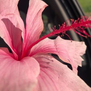 Meet your Posher, Bella